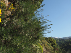 Ptilostemon chamaepeuce