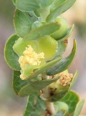 Cliffortia crenata
