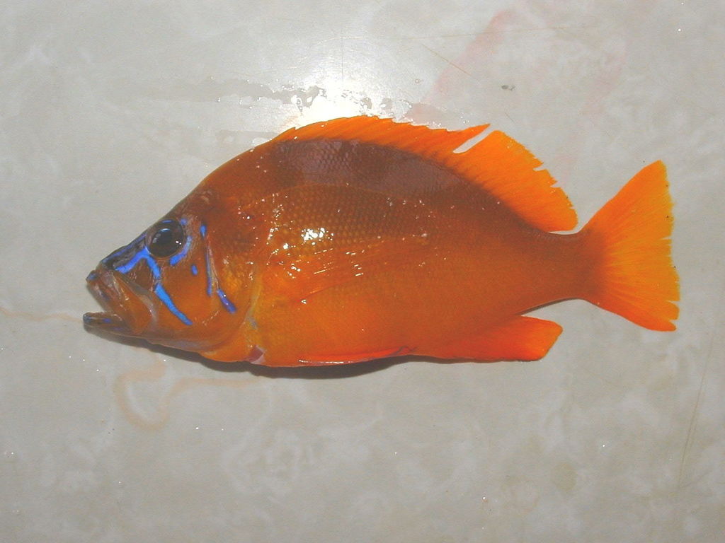 Golden hamlet (Hypoplectrus gummigutta) — Serranidae