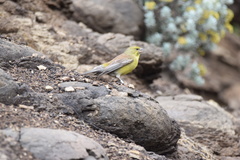 Crithagra symonsi