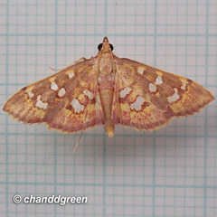 Ischnurges gratiosalis