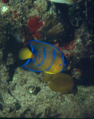 Holacanthus