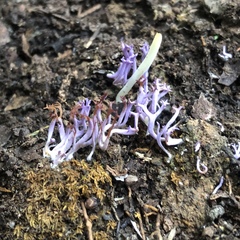 Ramariopsis pulchella