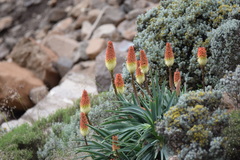 Kniphofia caulescens