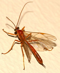 Netelia testacea