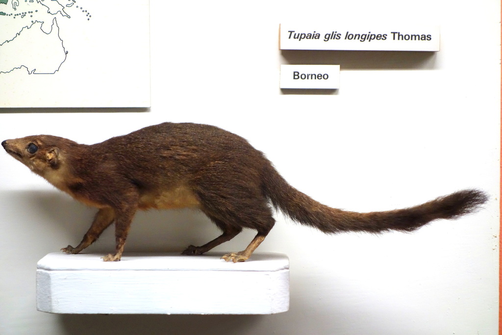 Long-Footed Treeshrew