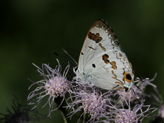 Hypolycaena othona