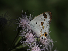 Hypolycaena othona