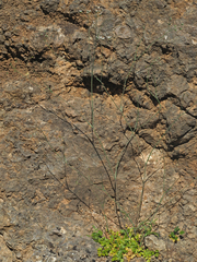 Scaligeria napiformis