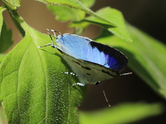 Hypolycaena othona