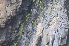 Gladiolus flanaganii
