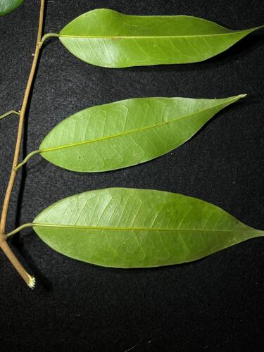 Cotylelobium melanoxylon observed 2025-06-03