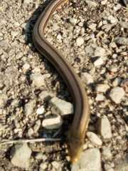 Ophisaurus incomptus