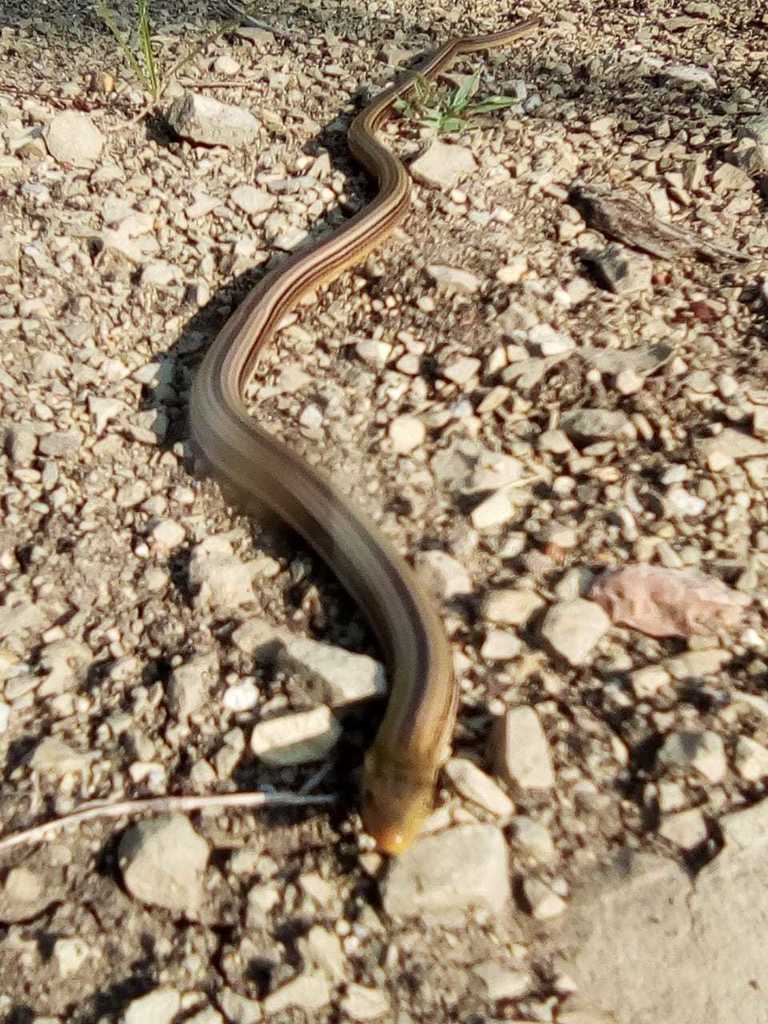 Plain-Necked Glass Lizard