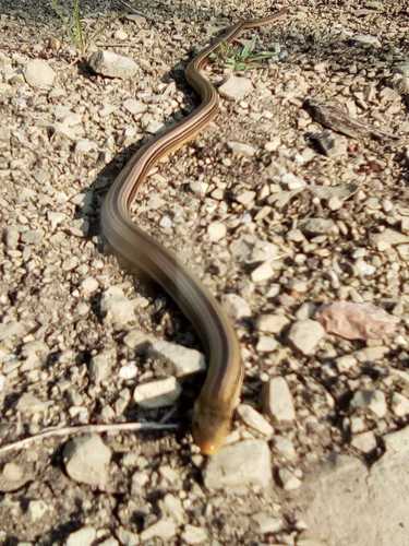 Plainneck Glass Lizard, Ophisaurus incomptus