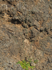 Scaligeria napiformis