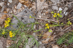 Bupleurum veronense