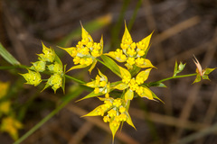 Bupleurum veronense