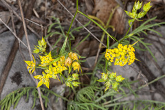 Bupleurum veronense