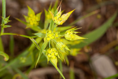 Bupleurum veronense