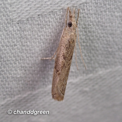 Culladia hastiferalis