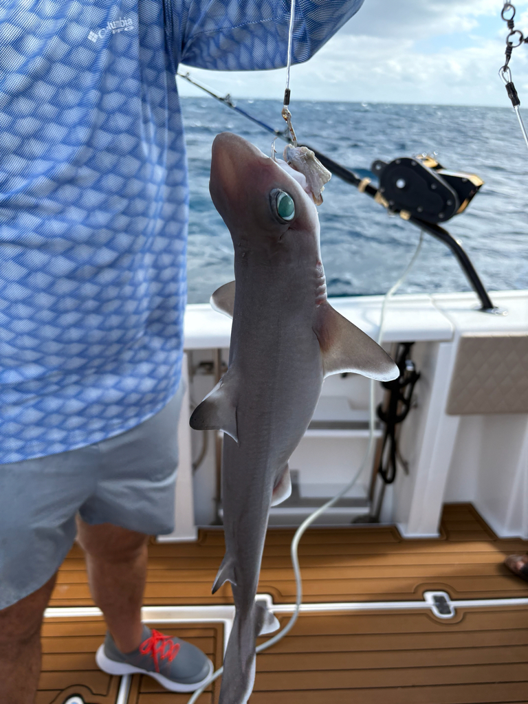 Cuban Dogfish