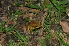 Rhinella crucifer