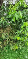Cinnamomum burmanni