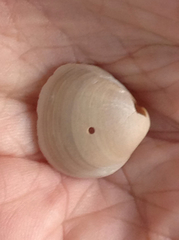 Laevicardium mortoni