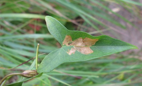 Unknown species found near Erie County, PA, USA