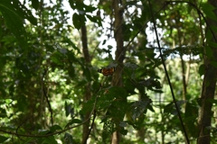 Lycorea halia discreta