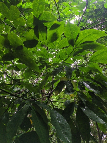 Hevea brasiliensis