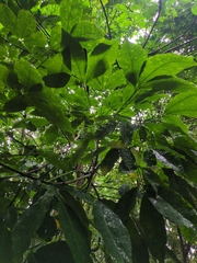 Hevea brasiliensis