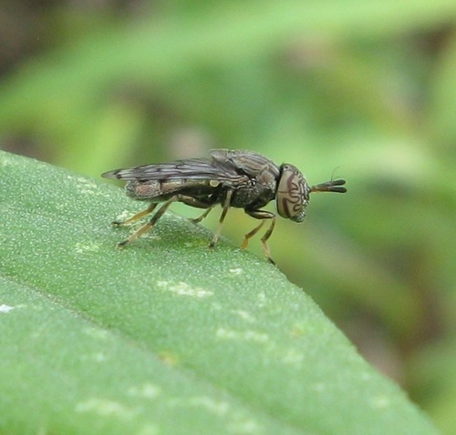 Unknown species found near Erie County, PA, USA