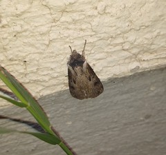 Agrotis malefida