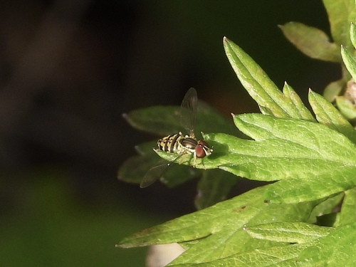 Unknown species found near Margate City, NJ 08402, USA