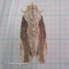 Etanna breviuscula