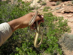 Masticophis taeniatus taeniatus