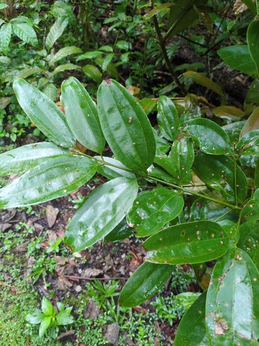 Cinnamomum iners, photograph 5