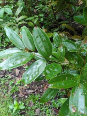 Cinnamomum iners, photograph (c) Steven Bodzin, some rights reserved (CC BY)