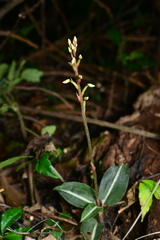 Zeuxine integrilabella