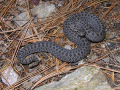 Crotalus pricei
