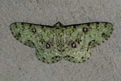 Ophthalmitis