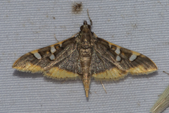 Prophantis
