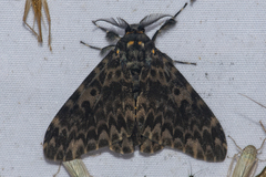 Lymantria marginata