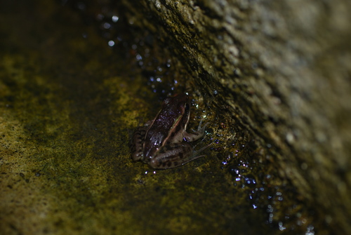 Lithobates taylori