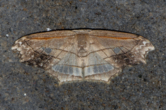 Leucoblepsis excisa