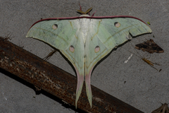 Actias selene