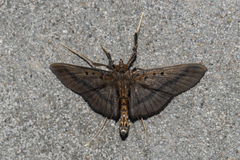 Filodes fulvidorsalis