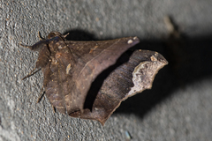 Amphigonia hepatizans
